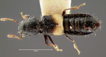 Media type: image;   Entomology 6551 Aspect: habitus dorsal view